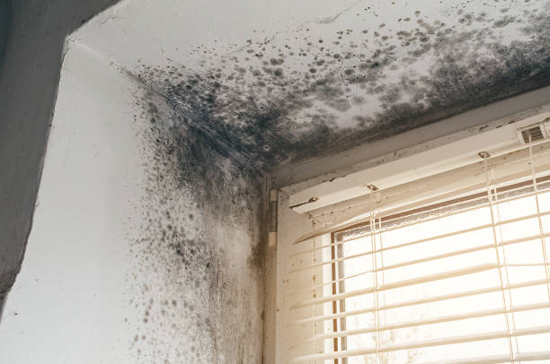 Affordable Mold Cleanup solutions in Glencoe, MN